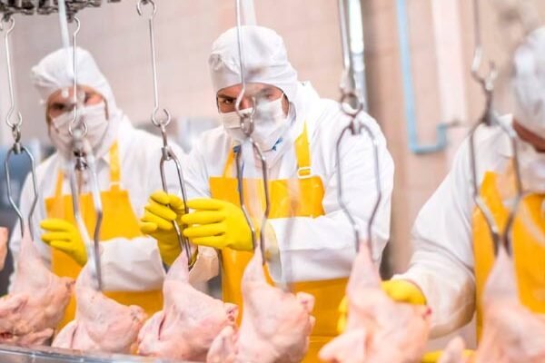Trabajador de Producción (Fabrica de Pollo)